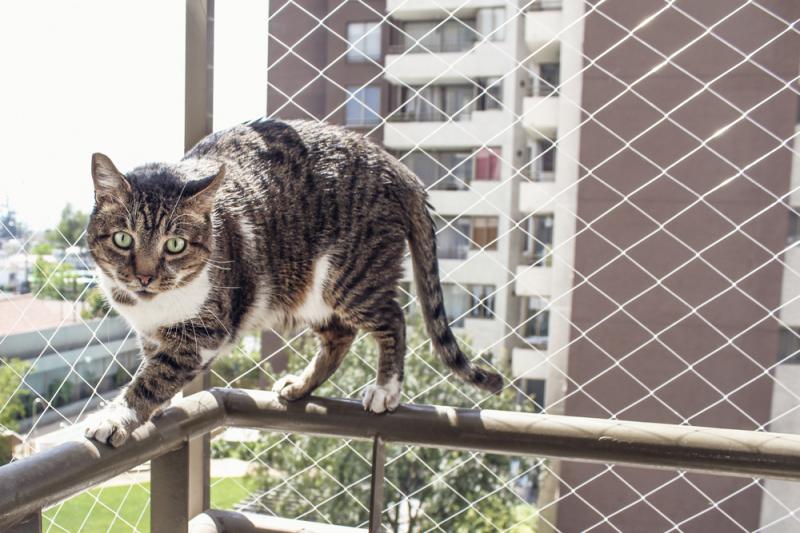 Tela Protetora para Janelas: Segurança e Tranquilidade para Seu Lar