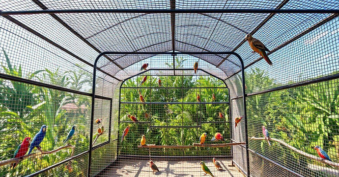 Tela para Avi&aacute;rio: Prote&ccedil;&atilde;o e Durabilidade