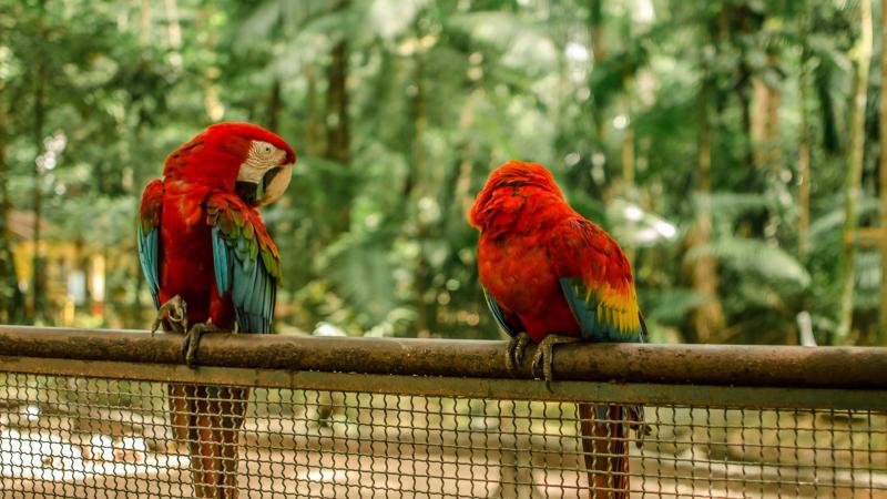 Tela para aviário: como escolher a ideal para suas aves