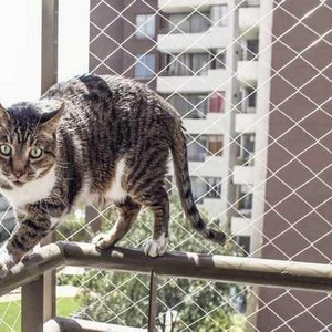 Rede de proteção para animais