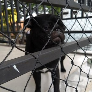 Rede de proteção para cachorros